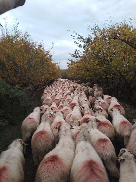 Se dau spre vanzare oi