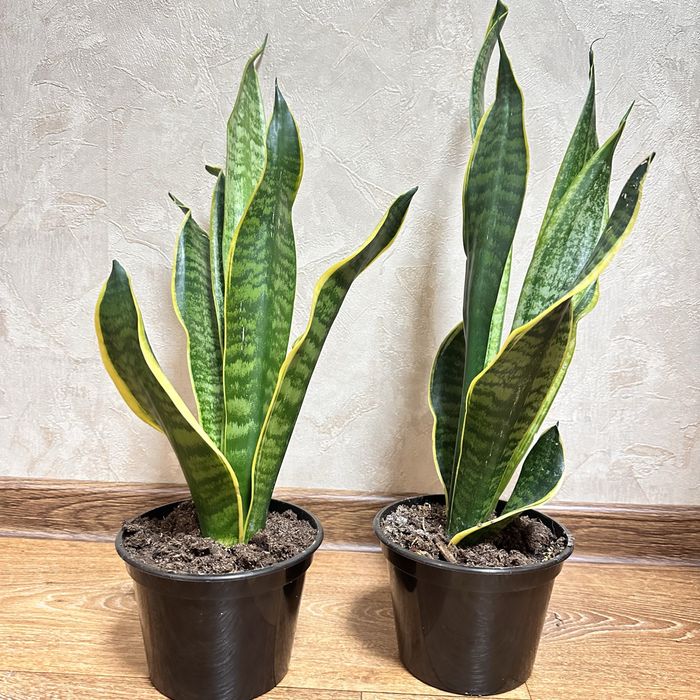 продам растение Сансевиерия