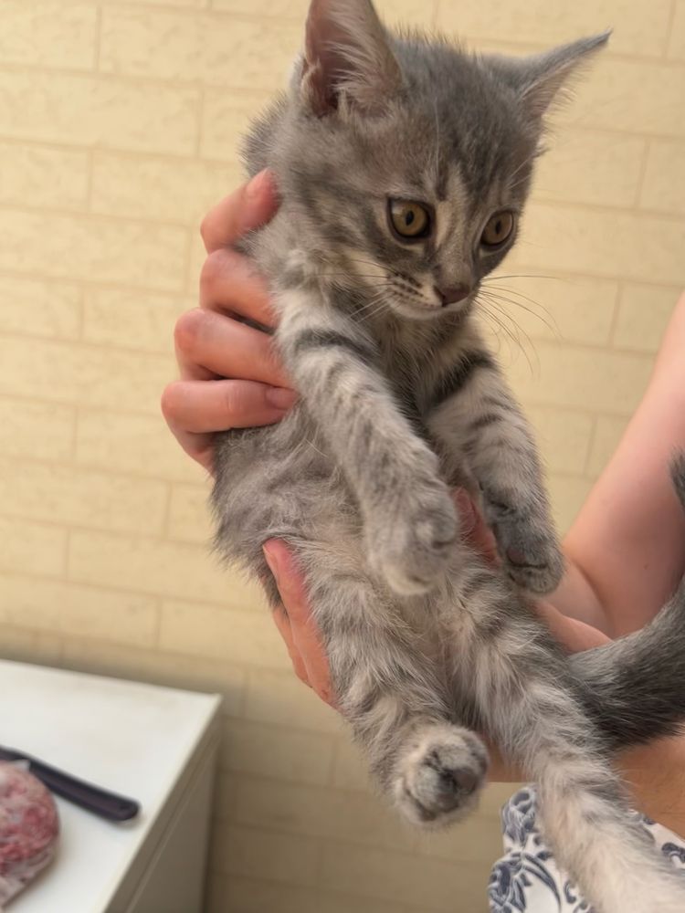 Британская кошка, отдаю!