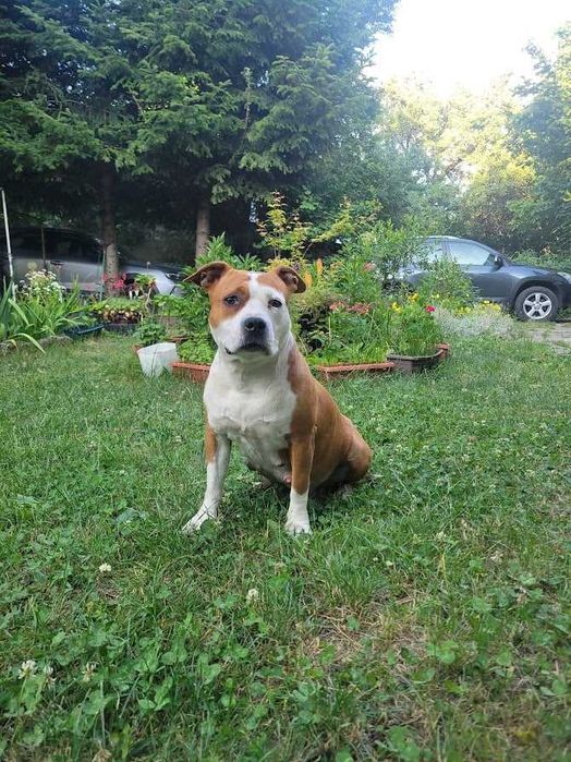 Американски стафордширски териер - елитни родители с родословие