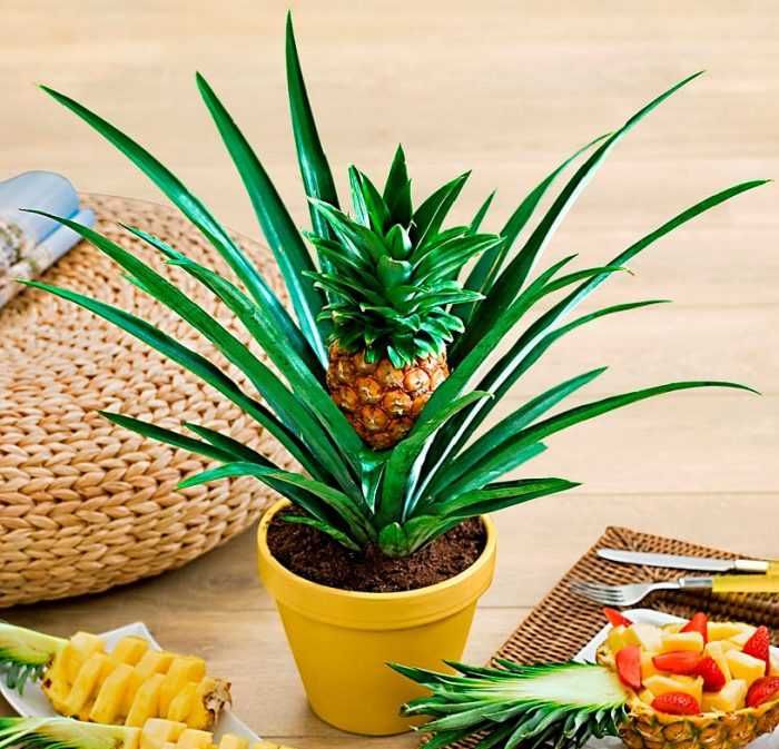 Вырастите сами Комнатный, неколючий, карликовый сортовой АНАНАС!
