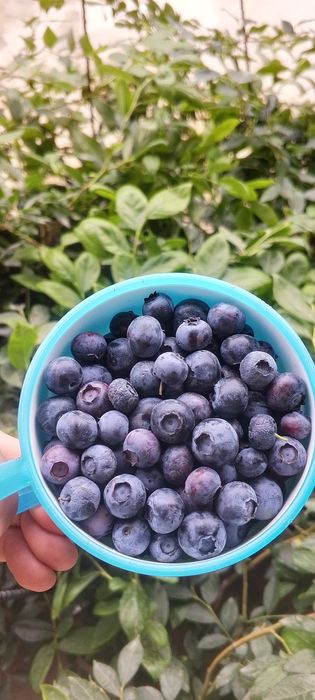 Golubika koʻchati 100% kafolot