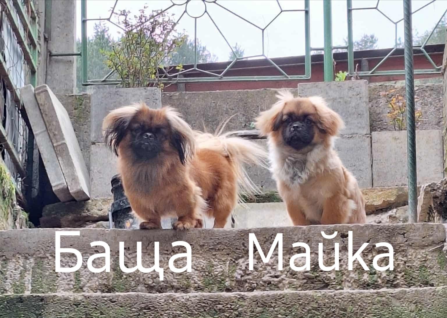 Малки пекенезчета