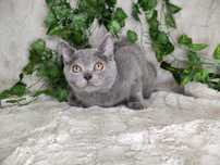 Vand baietel British shorthair blue