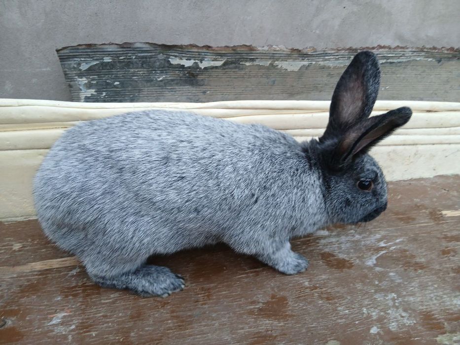 Paltaviskiy serebro erkak sotiladi