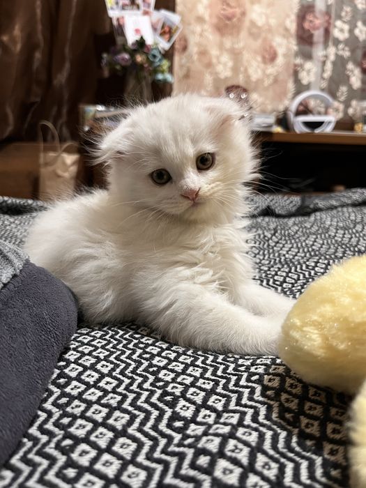 Скотиш фолд вислоухая, Шотландская длиношёрстая