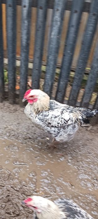 Schimb cocoși cu găini sau alte păsări