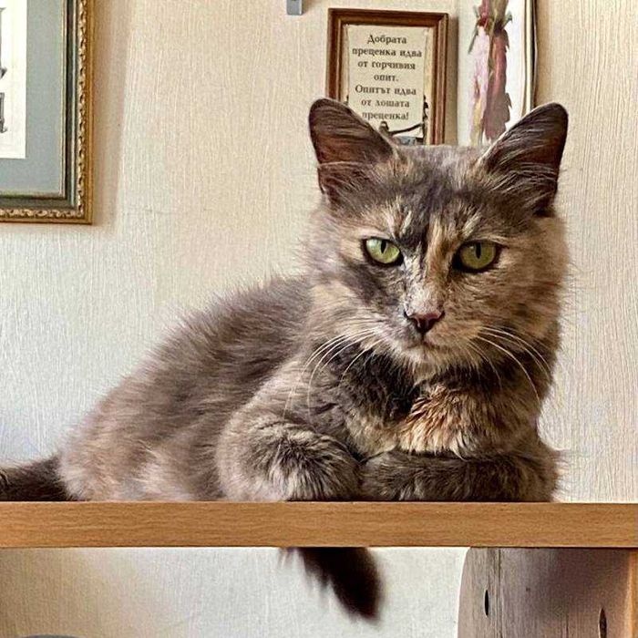 Подарявам млада женска костенуркова котка Patch
