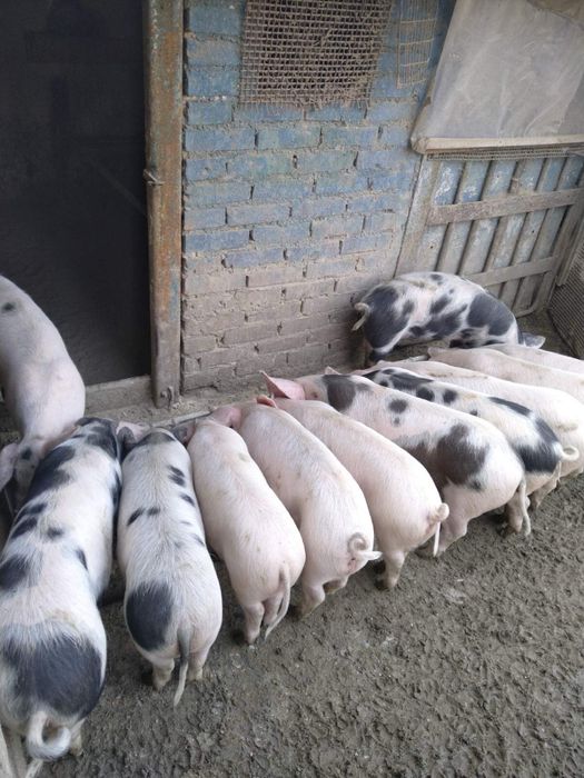 Продавам прасета