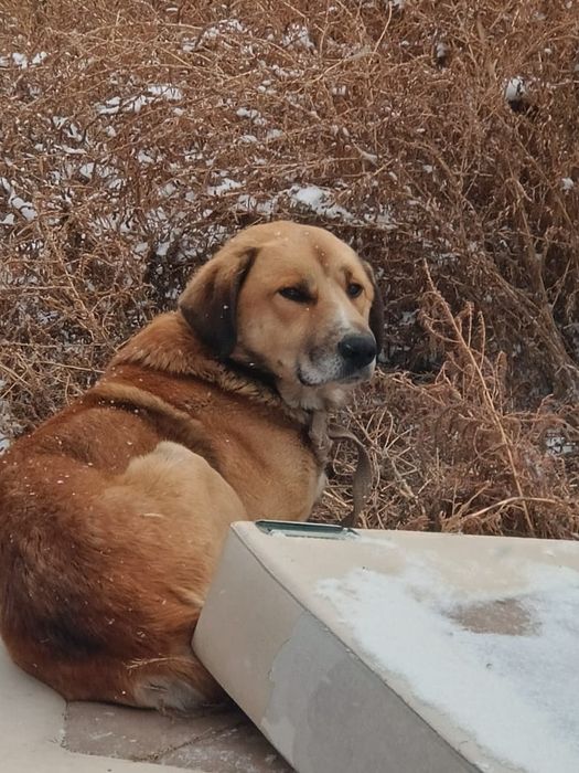 Срочно отдадим собаку в добрые руки