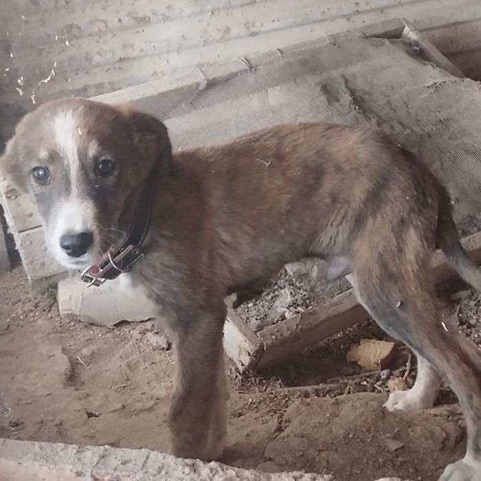 Отдам собаку в добрые руки
