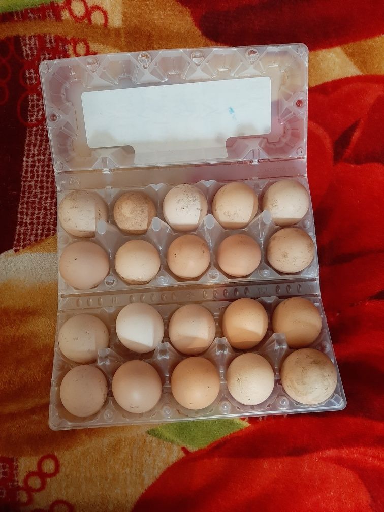 Продам инкубационые яйца