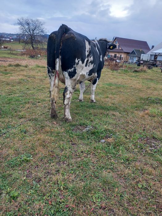 De vânzare junca la prima fătare