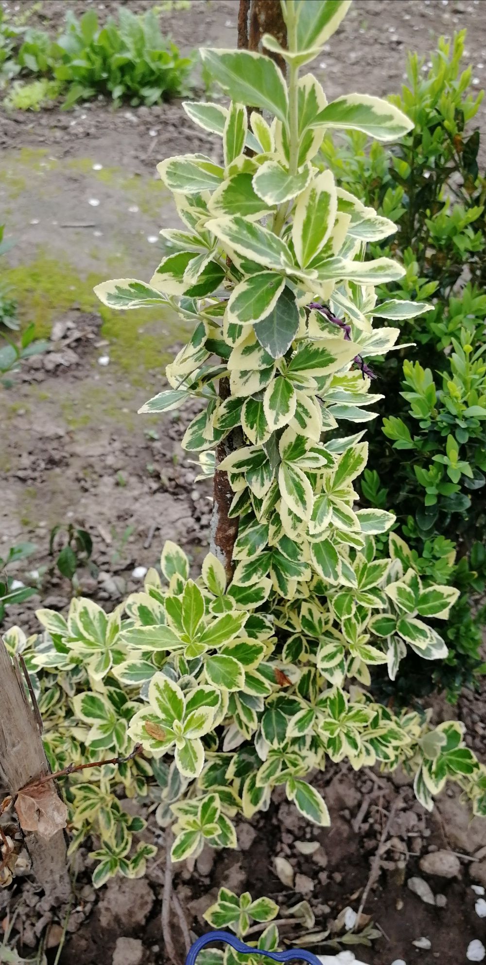 Arbuști ornamentali / Plante de curte, grădină