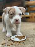 American bully pocket бебе