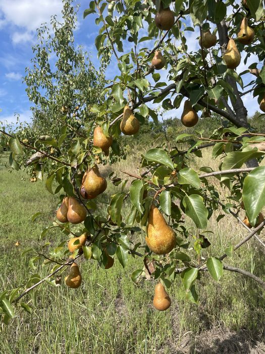 Pere bio de vânzare