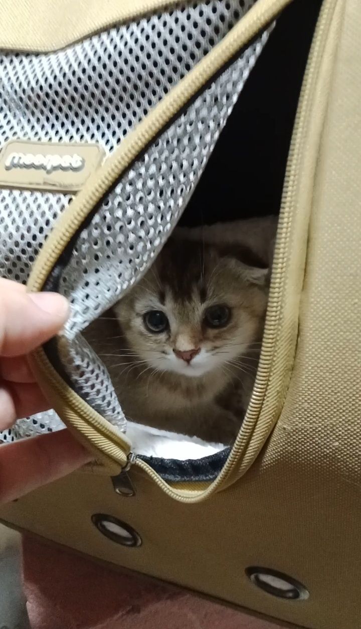 3 Мес. 2 девочки Скоттиш фолд