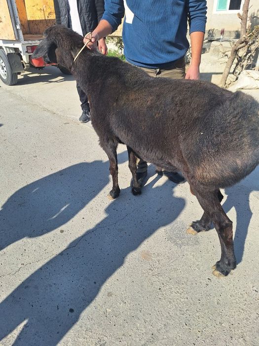 Зот учун 2 ёшар сим жун