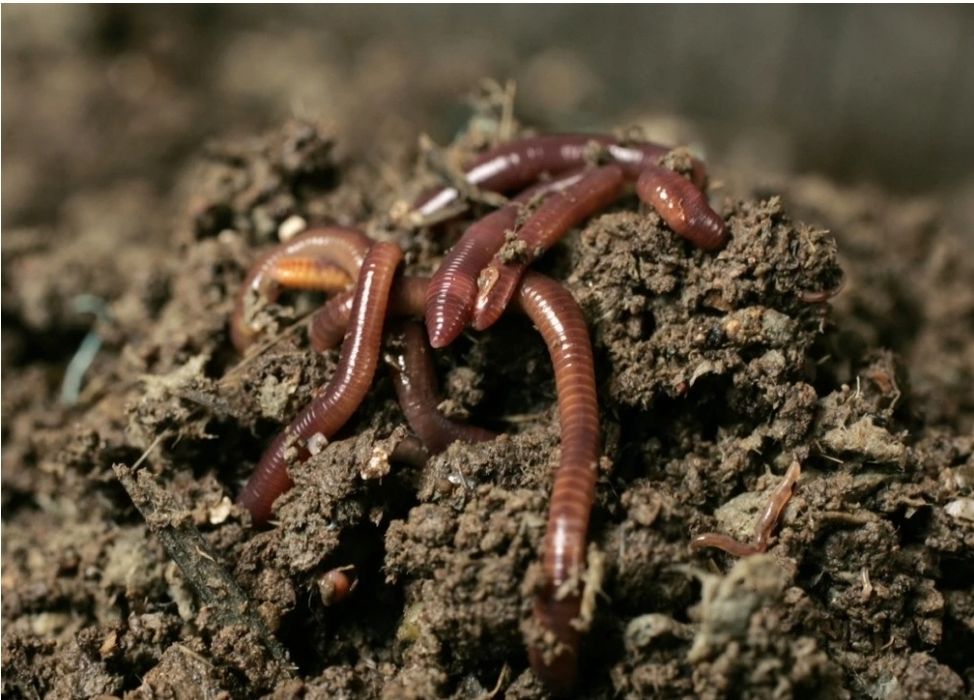 Продам Калифорнийские черви
