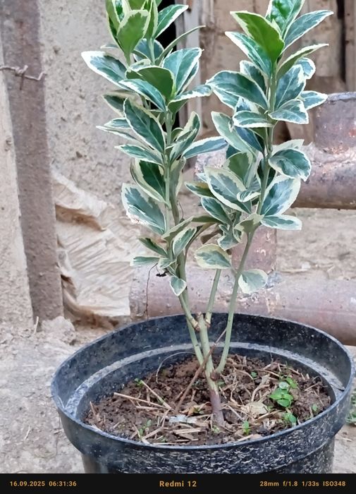 Бересклет номли декоратив кучатлар сотилади оптом олувчилар диккатига