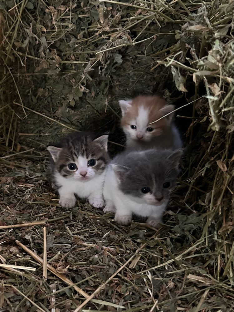 Подарявам котенца