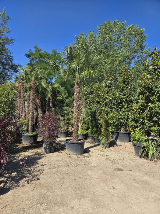 Amenjam spatii verzi pentru gradina ta