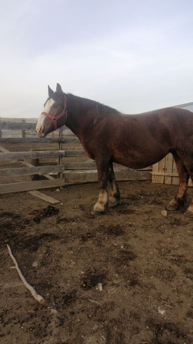 Iapa  gestanta in 5 luni