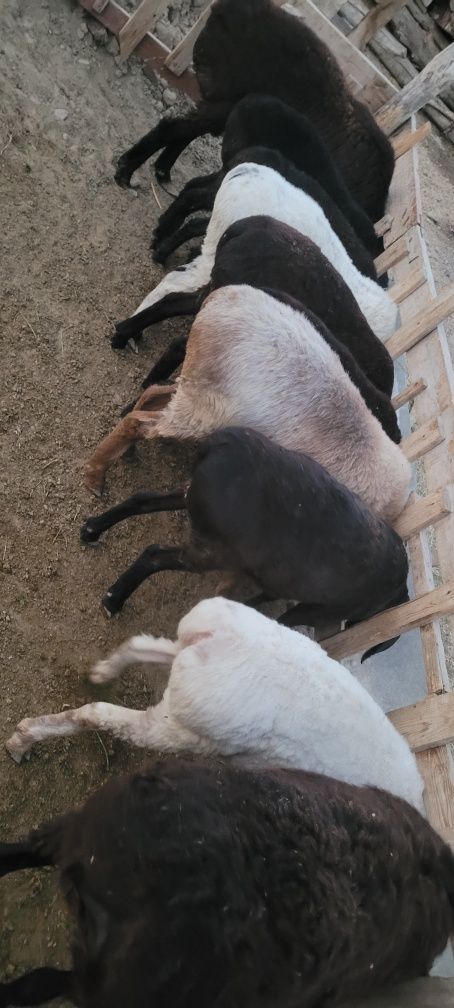 Семиз кошкар токтылар