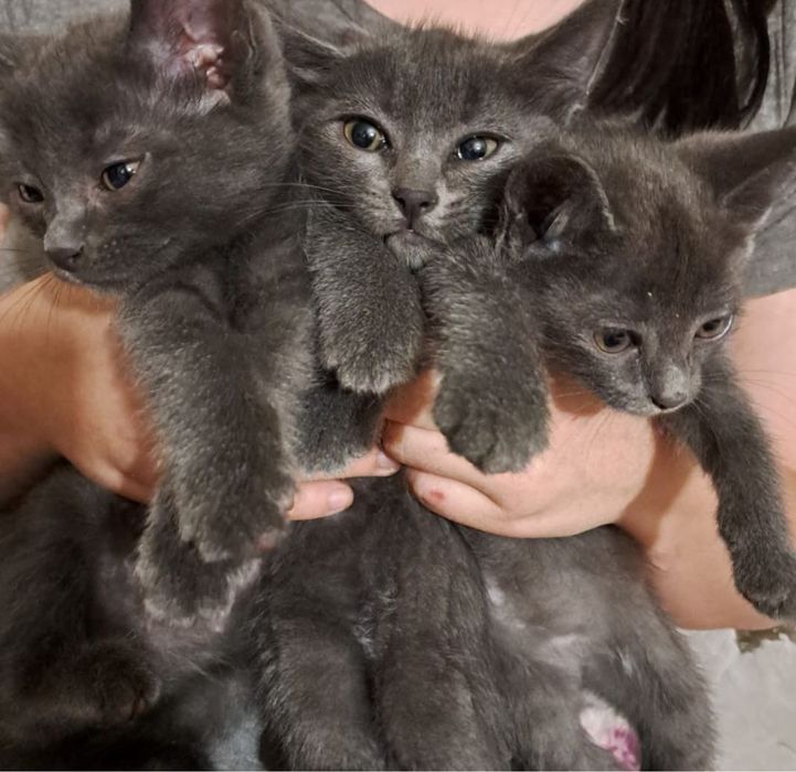 Котята 3 месяца