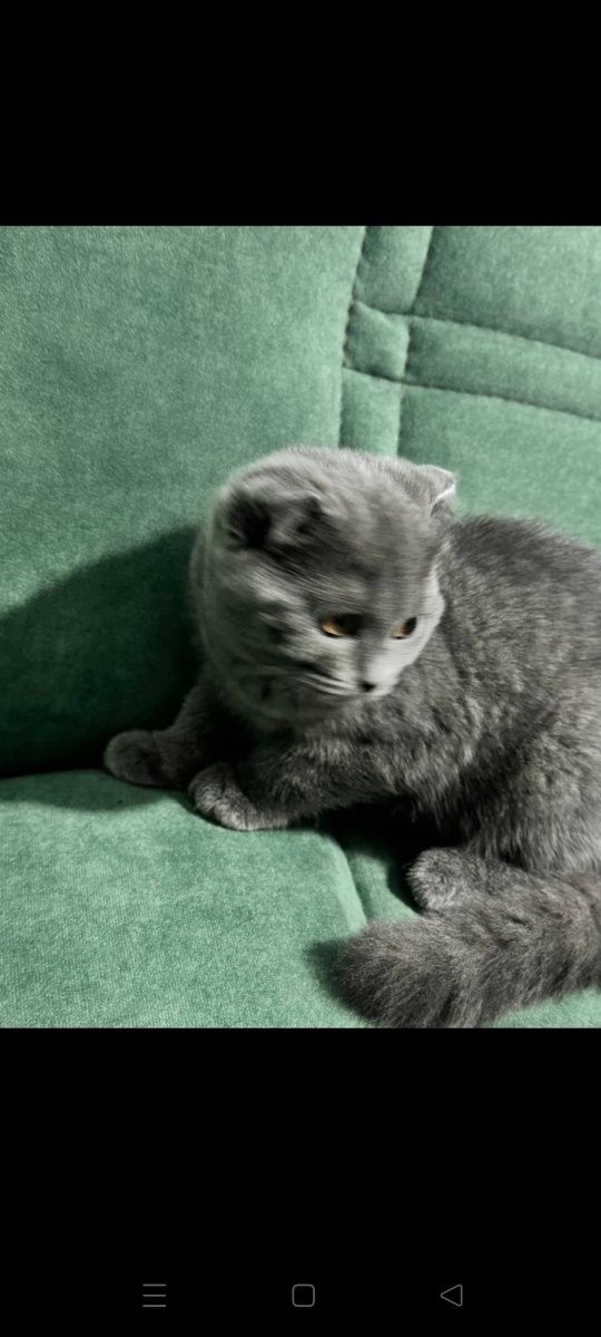 Продаются чистокровные британские котята девочка фолд ,мальчик страйт