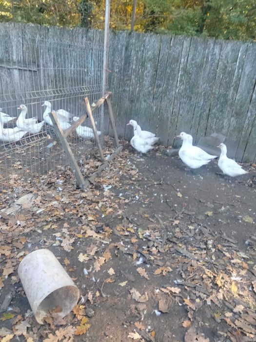 Vand Rate Murland, greutate intre 4 si 5 kg