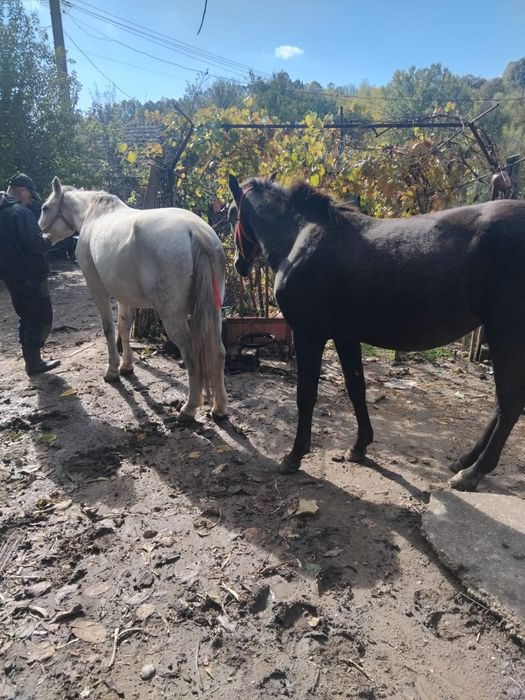 Iepe de vanzare, judetul Mehedinți
