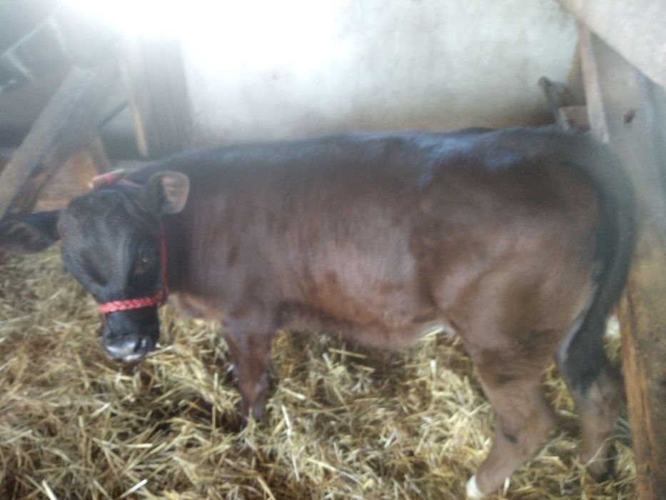 Vând vițea de 2 luni Angus.