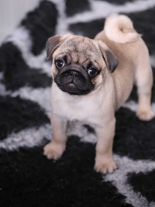 Mops Pug cu pedigree canisa Dogisland autorizata