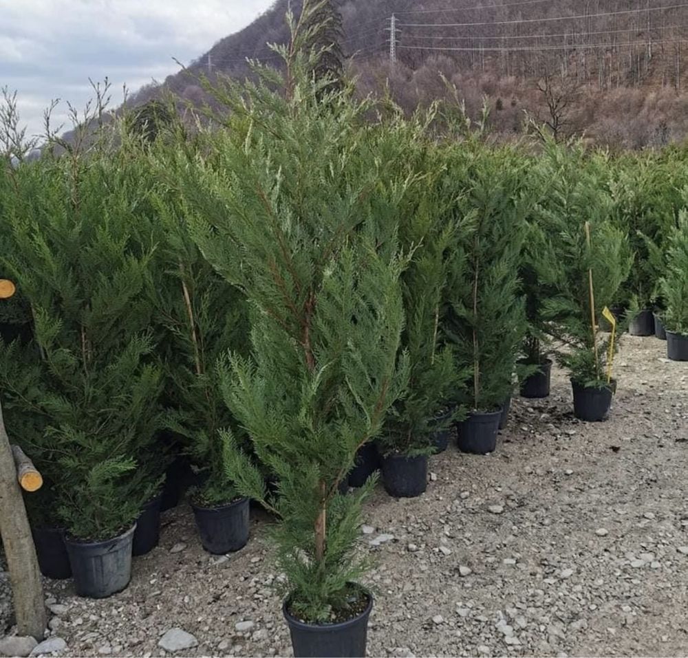 Amenajez gradini. Plante ornamentale si gazon Piatra naturala de munte