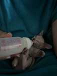 Pui / puiut de pisica sfinx / sphynx