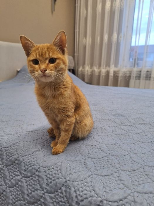 Котенок-девочка в добрые руки