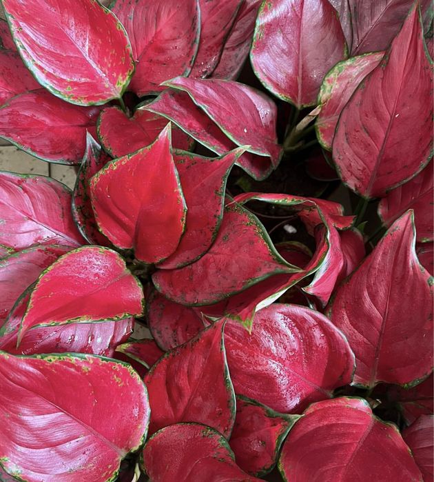 Комнатные растения