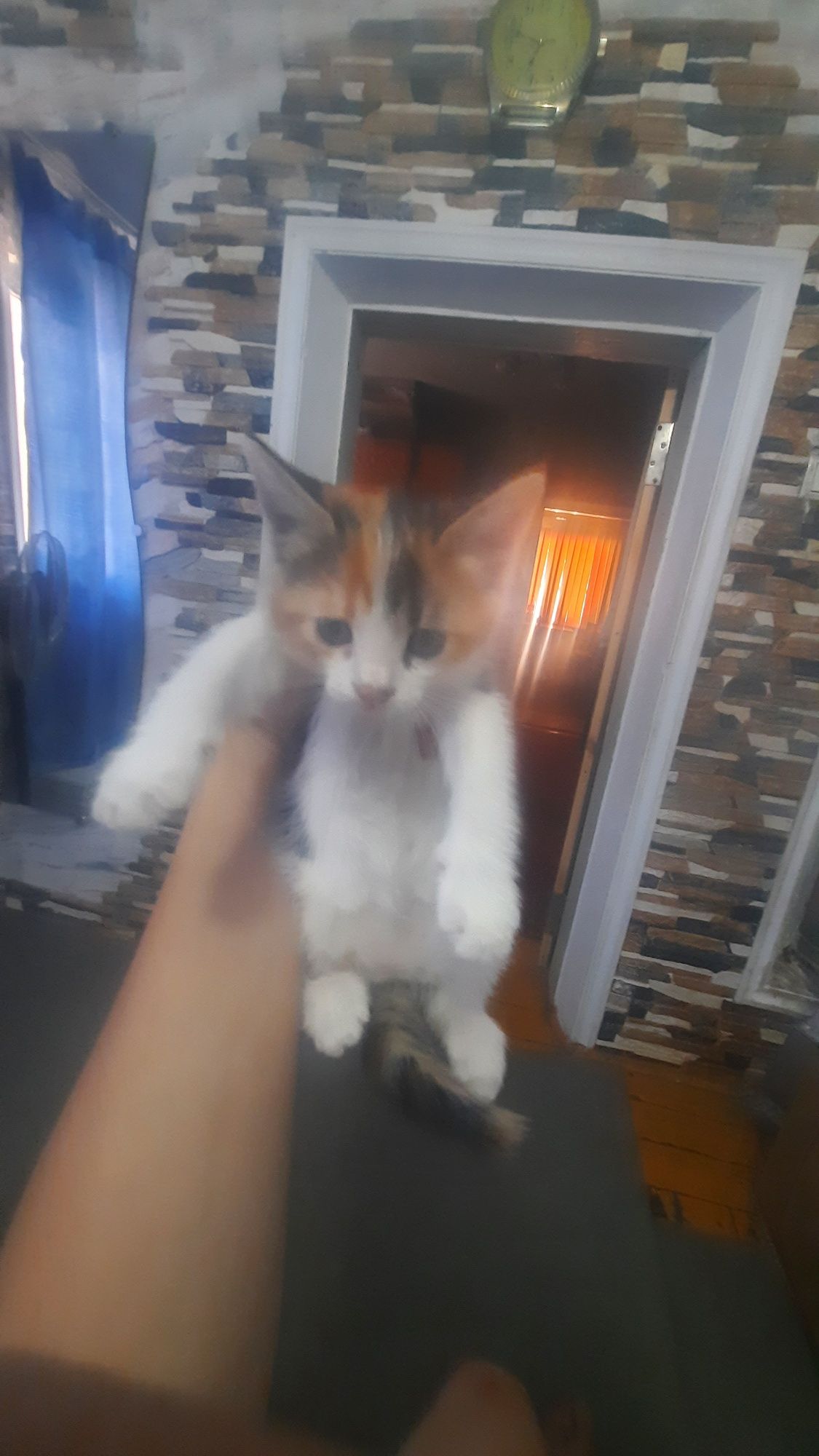 Кошки в добрые руки