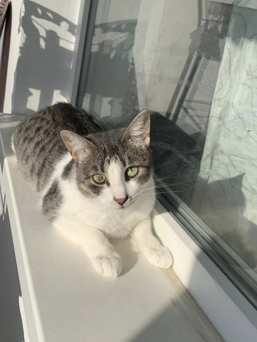 pisicuta frumoasa de adoptat,pisica pentru adoptie,pisica superba