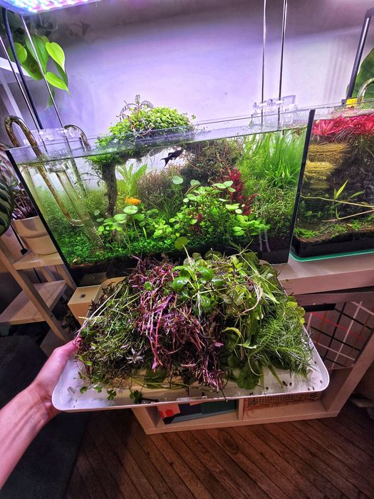 Plante Naturale Acvariu