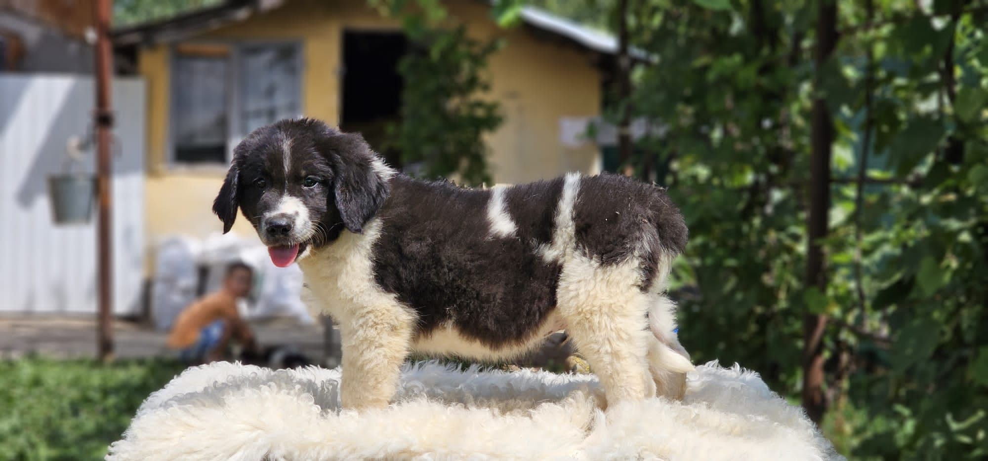 Ciobanesc Romanesc de Bucovina