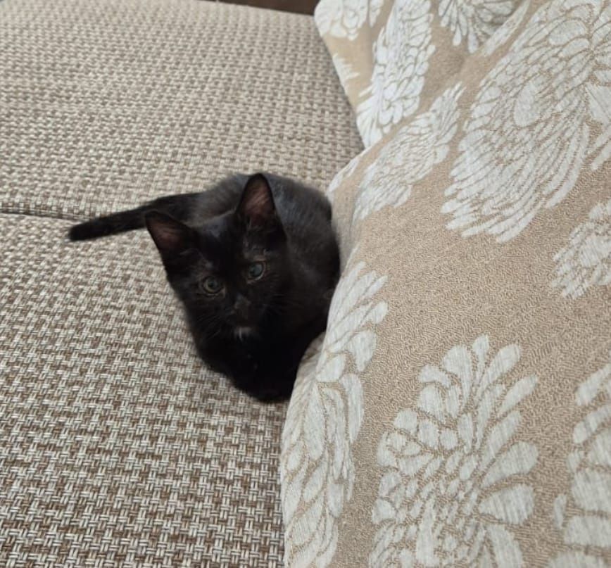 Котёнок девочка бесплатно