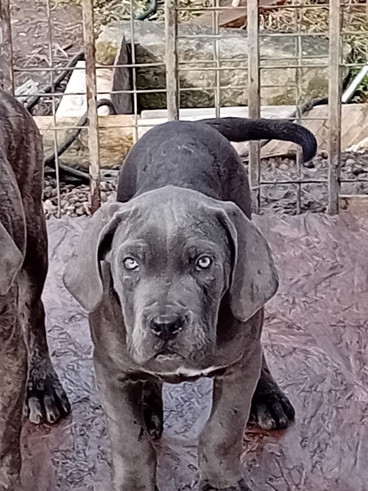 Pui cane corso 4 luni masivi