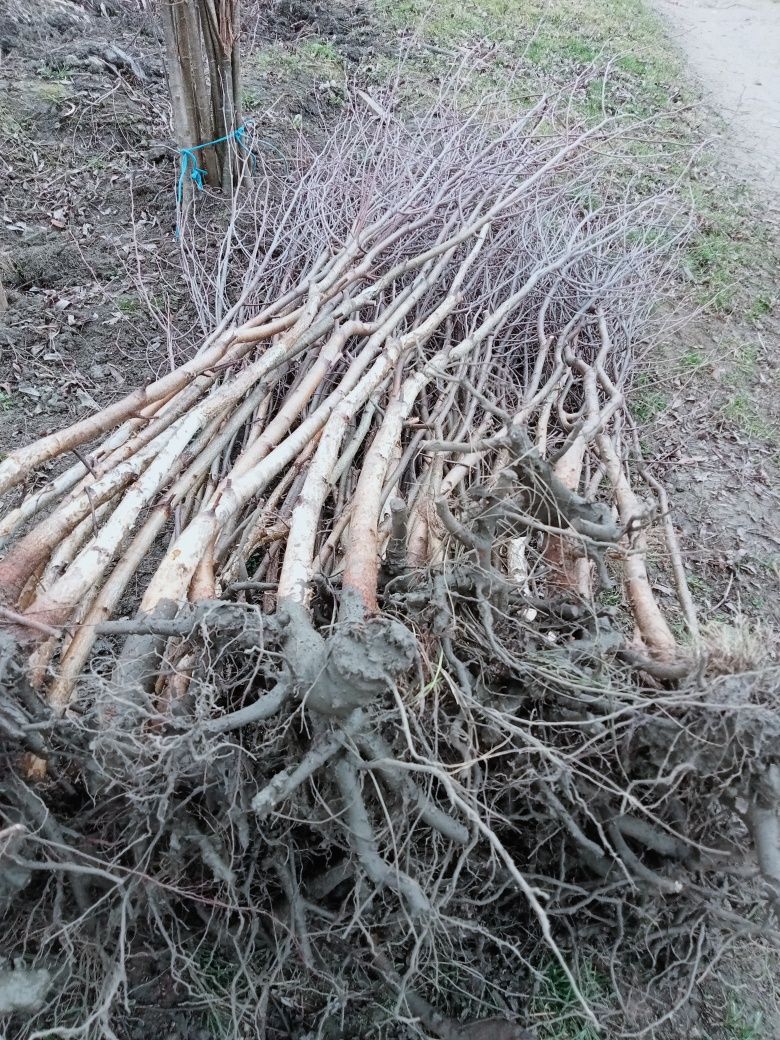 Puieți 2LEI. plop pin molid (picea abies) Brad argintiu