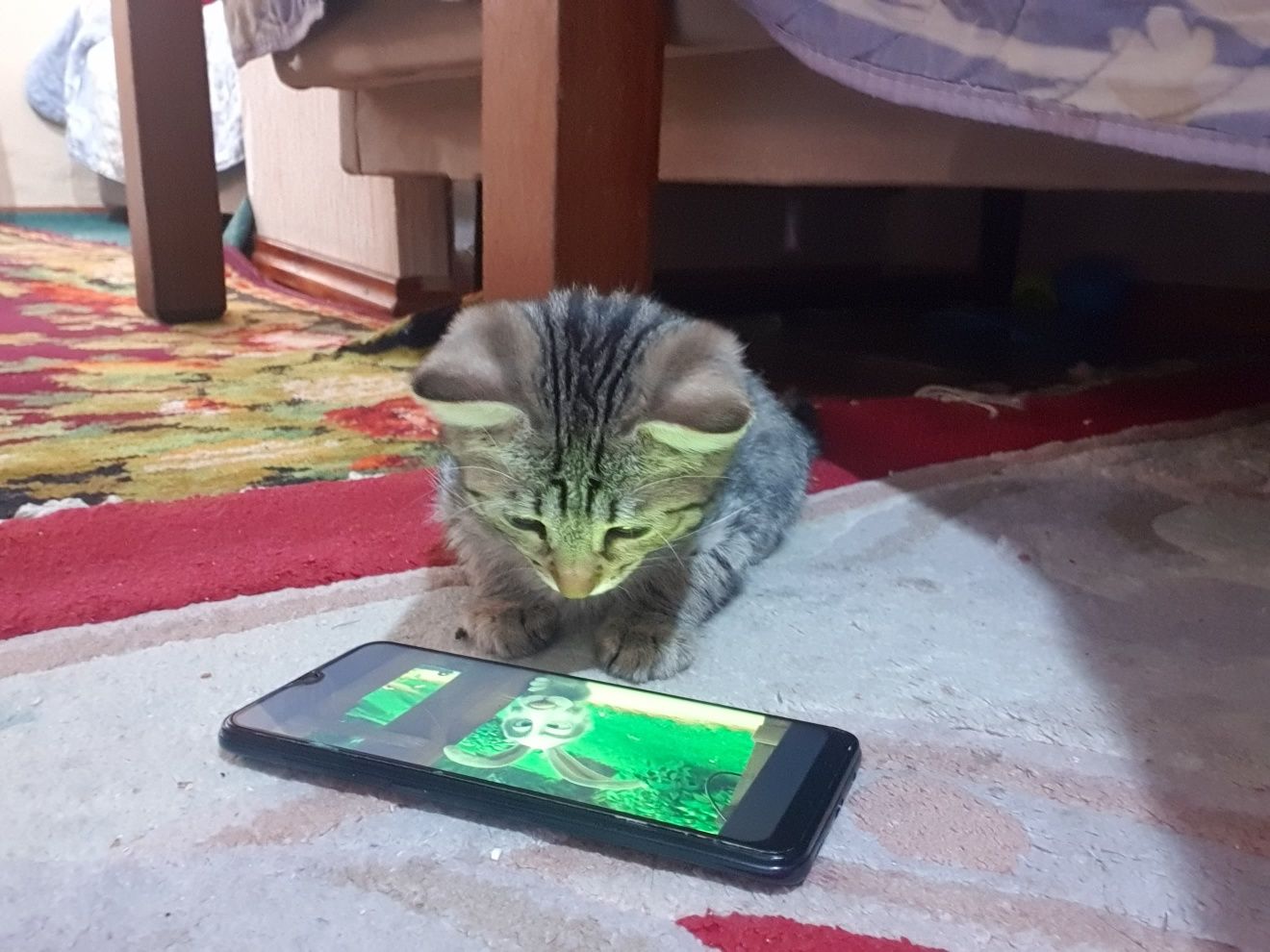 Кошка   Мушук  жуда уйинкарок