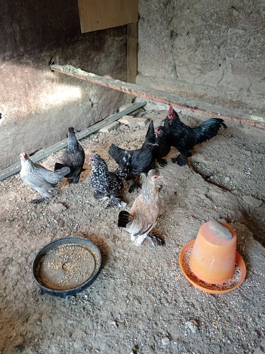 Япон товук хороз