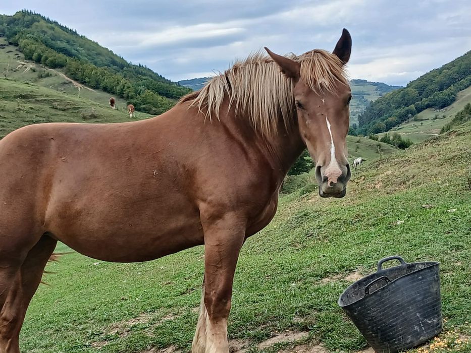 Mânza  cuminte de 2 ani și  6 luni