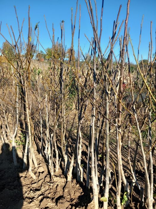 Vând puieti de nuci altoiți. Anul.4