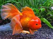 Carasi acvariu, goldfish oranda ryukin